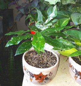 تصویر قیمت گل آکوبا 6609 