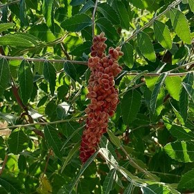 تصویر سماق قرمز خوشه ای نیم کیلویی 