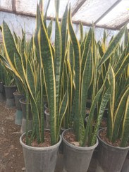 تصویر سانسوریا ابلق sansevieria