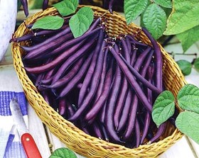 تصویر لوبیا بنفش آمتیست 