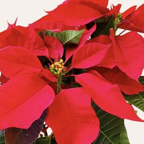 تصویر گل بنت قنسول 