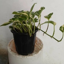 تصویر گل آپارتمانی پتوس ابلق 