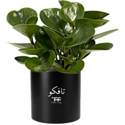 تصویر گل طبیعی قاشقی سبز تافکو 