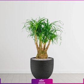 تصویر لیندا تنه بزرگ 