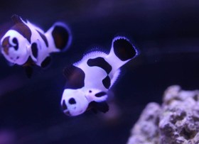 تصویر دلقک ماهی بلک استورم Black Storm Clownfish