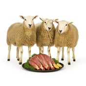 تصویر گوسفند زنده 