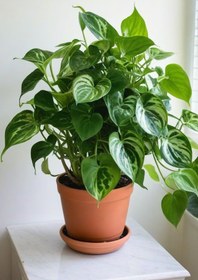 تصویر پتوس سبز 