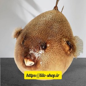 تصویر ماهی بادکنکی __ کد ۳ 