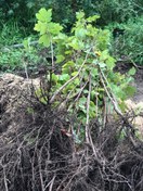 تصویر صد عدد نهال ریشه لخت افرا پلت به ارتفاع یک متر تا یک متر و نیم One hundred saplings of bare root Acer Velutinum, one meter to one and a half meters high