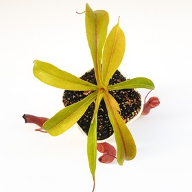 تصویر گیاه طبیعی حشره خوار نپنتس نژاد ونتراتا(سایز۳) 