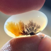 تصویر شجر قائن برگ سوزنی واضح 