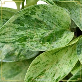 تصویر پتوس مرمری 