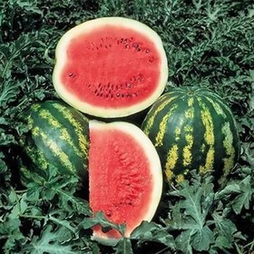 تصویر بذر هندوانه کریمسون 