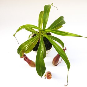 تصویر گیاه طبیعی حشره خوار نپنتس نژاد ونتراتا(سایز۵ مادری قابل قلمه) 