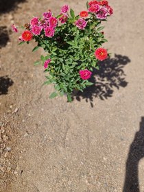 تصویر گلدان رز هلندی صورتی 