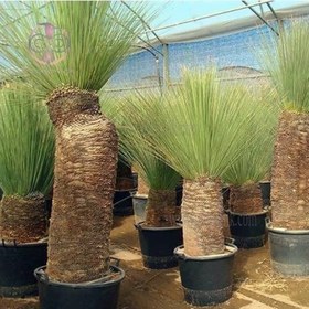 تصویر بذر ساکولنت علف مکزیکی 5 عددی 