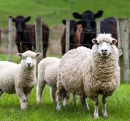 تصویر سونوگرافی گوسفند 