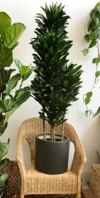 تصویر فروش دراسنا کامپکت برای طراحی فضاهای کوچک 