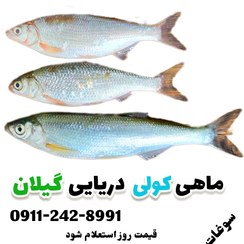 تصویر ماهی سیاه کولی شمال دریای کاسپین 