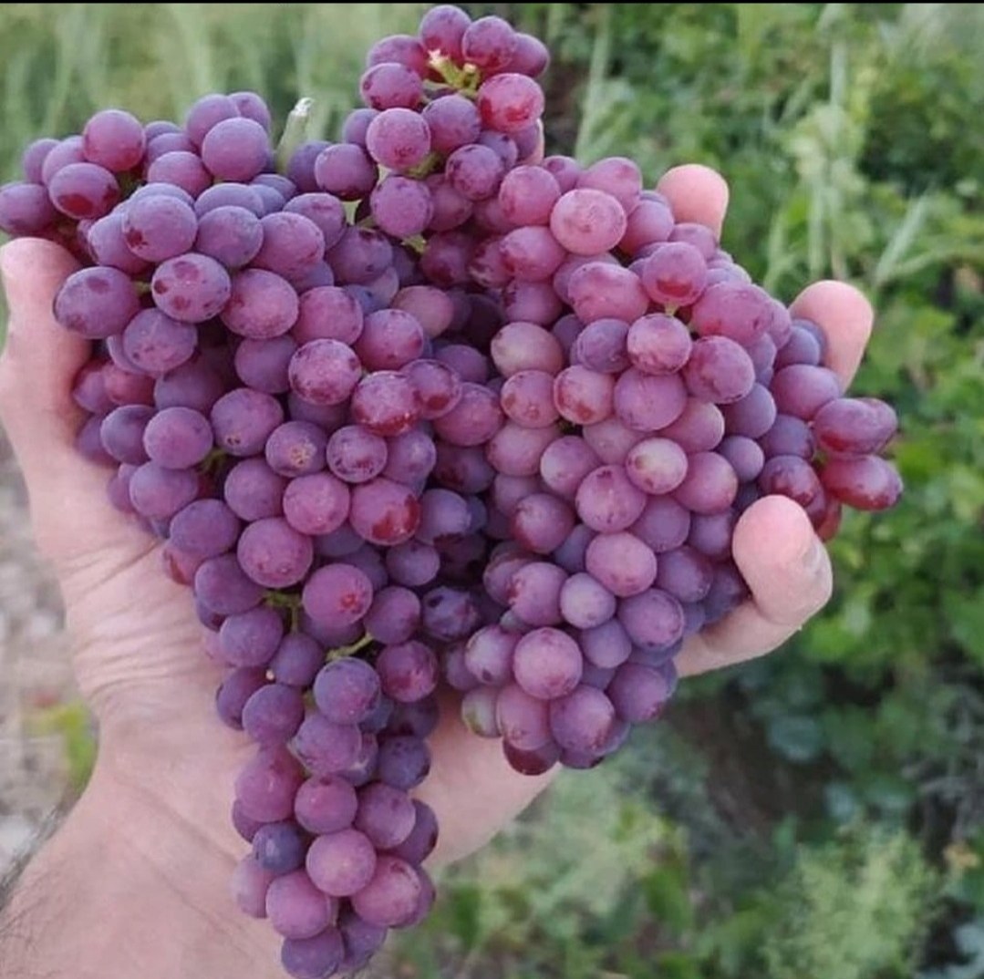 انگور یاقوتی