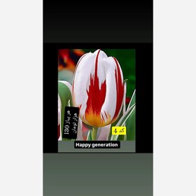 تصویر پیاز لاله هلندی - کد Tulip