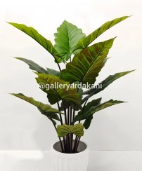 تصویر درخت بابا آدم الکازیار 