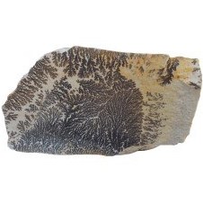 تصویر شجر پیرولوزیت با کیفیت 1660 گرمی 