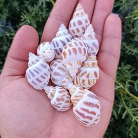 تصویر صدف پلنگی کوچک (10 عدد) 