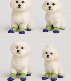 تصویر پاپوش سگ و گربه 