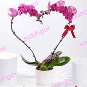 تصویر گل ارکیده عشاق ORK22 