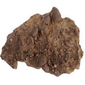 تصویر فسیل کمیاب نوموليت تجمعی با قدمت چند میلیون ساله کد 5 