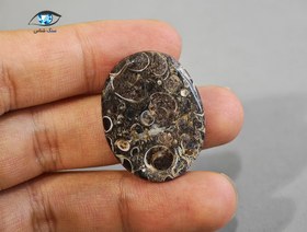 تصویر فسیل توریتلا بیضی 7.9 گرم 
