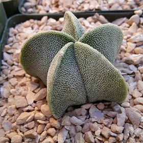 تصویر بذر آستروفیتوم آستریاس میکس ژاپنی و تایلندی 