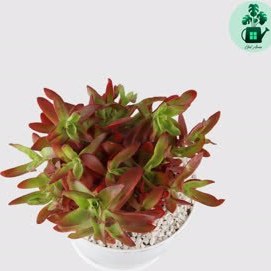 تصویر کراسولا آتشین 