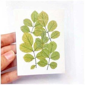 تصویر برگ خشک ساناز 