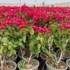 تصویر گیاه طبیعی گل کاغذی سطل ۴ 