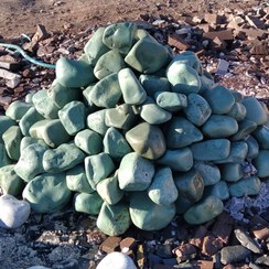 تصویر فروش و قیمت سنگ قلوه رودخانه ای سبز 