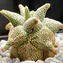 تصویر بذر کاکتوس آستروفیتوم کوهایلنس 