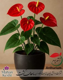 تصویر آنتوریوم (Anthurium) 