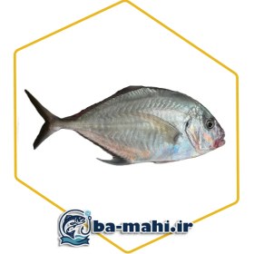 تصویر ماهی جش 