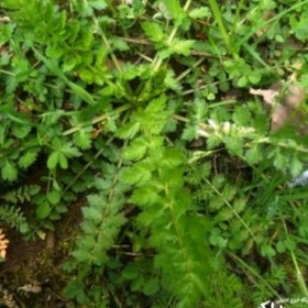 تصویر سبزی اناریجه جنگلی (10000گرمی) 