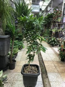 تصویر پیله موآ بامبو‌خاکی 