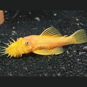 تصویر کت پوزه‌بوته‌ای آلبینو باله کوتاه 7 سانت 