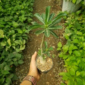 تصویر بونسای آدنیوم ( رز صحرا )(حداقل 250 تومن از غرفمون خرید بشه برای هر دومون بصرفه تر میشه)(هزینه ارسال پسکرایه) 