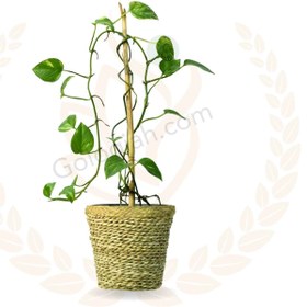 تصویر پتوس چوبدار 