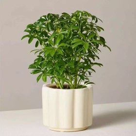 تصویر گیاه شفلرا (63) 