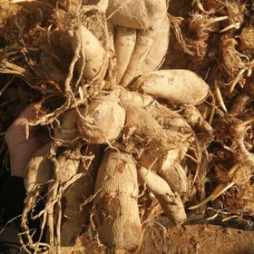 تصویر پیاز گل کوکب 