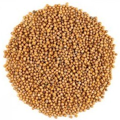 تصویر خردل زرد دان 