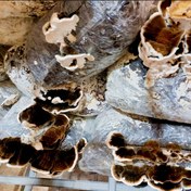 تصویر پلیت قارچ ترکی تیل یا دم بوقلمون 