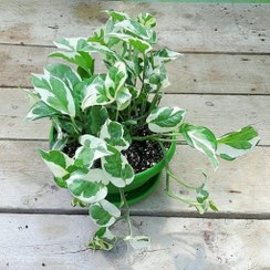 تصویر گیاه اپارتمانی پتوس ارتشی (سایز نشایی) 